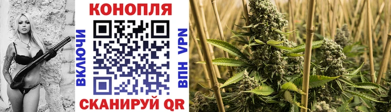 Бошки марихуана Amnesia  Урень 
